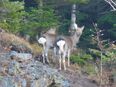 野生動物の調査員（野外調査や被害対策を主に担当）◆人と野生動物の共生を目指します2