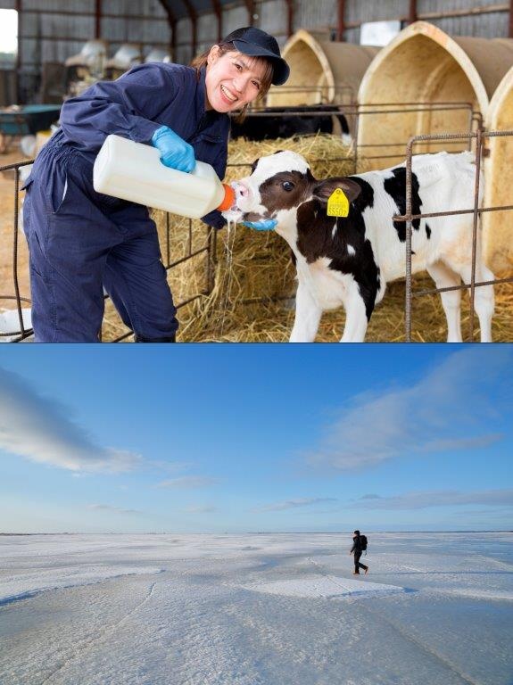 北海道別海町の地域おこし協力隊◆生産量日本一の生乳や、海の上を歩ける氷平線がある町イメージ1