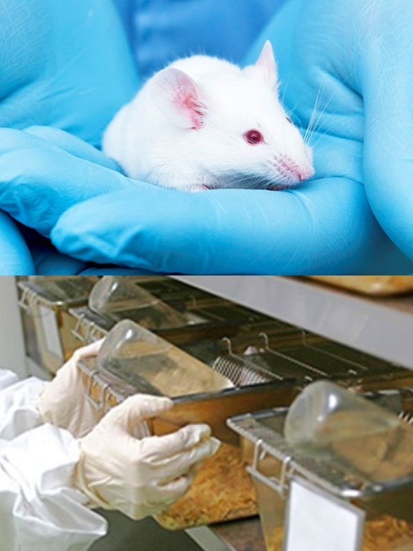 実験動物の飼育管理（未経験歓迎）◆残業月5時間／年休122日／医科学研究に不可欠なマウスなどを飼育イメージ1
