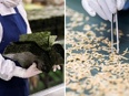 海産物加工品の製造スタッフ（未経験可）◆残業月5時間以下／食事補助・社内販売あり／髪型・髪色自由3