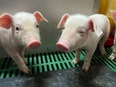 養豚場の飼育スタッフ◆未経験歓迎／賞与4ヶ月分／家族・灯油手当／1室5000円で住める家賃補助制度有2