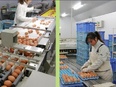 卵の生産管理スタッフ（未経験歓迎）◆初年度年収420万円～／正当な評価制度あり／髪型・髪色自由2