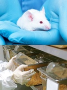 飼育管理◆未経験から医療の未来を支える仕事へ／残業月4.8h／年休122日／マウスなどを飼育1