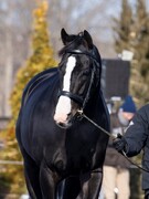 牧場スタッフ（種牡馬の管理）◆イクイノックスなど名馬に携わる／独身寮完備／昨年度賞与7.5ヶ月分～1