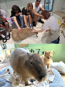 動物カフェの店舗運営スタッフ◆カピバラと猫がいる『カピねこカフェ』／人気の鎌倉店・原宿店同時募集！1