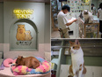 動物カフェの店舗運営スタッフ◆カピバラと猫がいる『カピねこカフェ』／人気の鎌倉店・原宿店同時募集！2