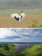 レンジャー◆北海道苫小牧で野鳥や自然保護の大切さを発信／自然を守る環境整備・調査も実施／年休125日1